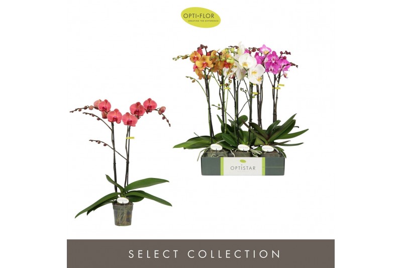 Phalaenopsis mix Optistar Hollywood Mix 2 spike 50 cm 15 bl. 2 tak/pln 