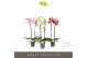 Phalaenopsis mix Optistar Hollywood Mix 2 spike 50 cm 15 bl. 2 tak/pln 