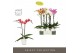 Phalaenopsis mix Optistar Hollywood Mix 2 spike 60 cm in Molise White  