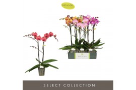 Phalaenopsis mix Optistar Mix 2 spike 60 cm 15 bl. 2 tak/plnt