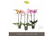 Phalaenopsis mix Optistar Mix 2 spike 60 cm 15 bl. 2 tak/plnt 