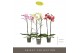 Phalaenopsis mix Optistar Mix 2 spike 60 cm 15 bl. 2 tak/plnt 