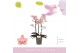 Phalaenopsis multiflora oranje Aromio Sweet 3 spike25 bl. 3 tak/plnt 5 