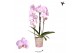 Phalaenopsis elegant cascade Kolibri Orchids Cascade Niagara Fall pink 