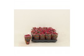 Kalanchoe blossfeldiana garbo lilac Double Purple