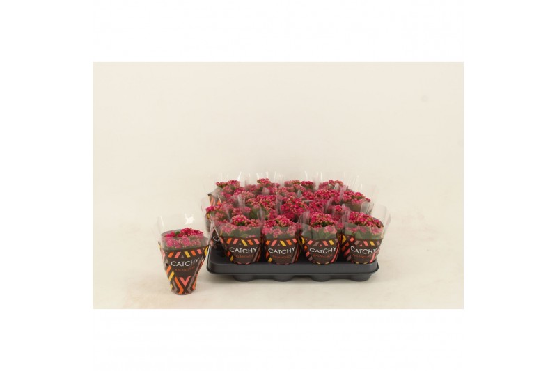 Kalanchoe blossfeldiana garbo lilac Double Purple 