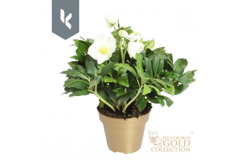 Helleborus niger hgc diva HGC Helleborus Diva in het goud30 bl. 