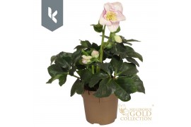 Helleborus HGC Liara HGC Helleborus Winter Ballet Liara in gouden pot1