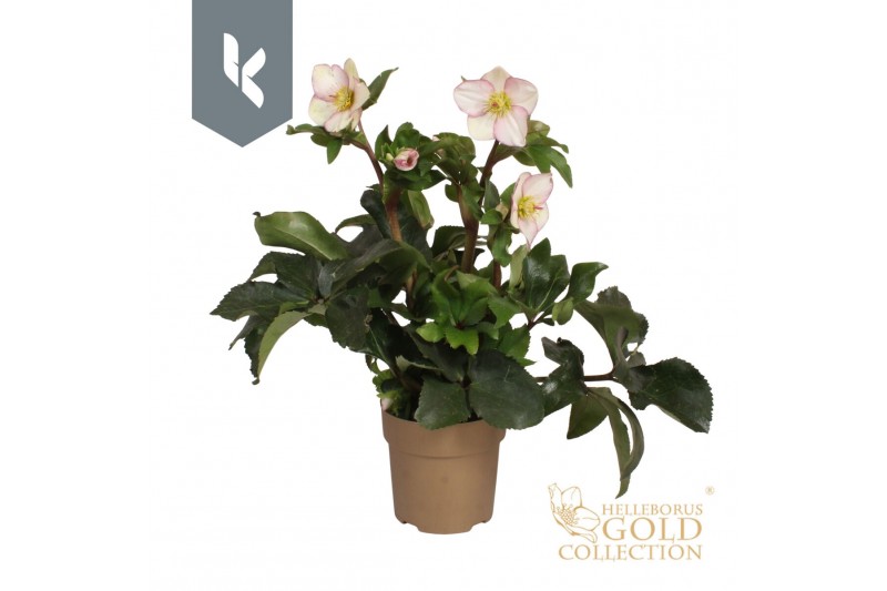 Helleborus hgc ice n roses picotee HGC Helleborus Ice N Roses Picotee  