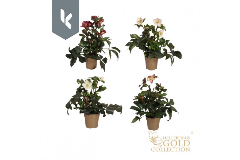 Helleborus Hgc Ice N Roses gemengd HGC Ice N Roses Mix laag in het gou 