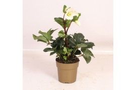 Helleborus HGC Helleborus Winter Ballet White in gouden pot 15 bl.