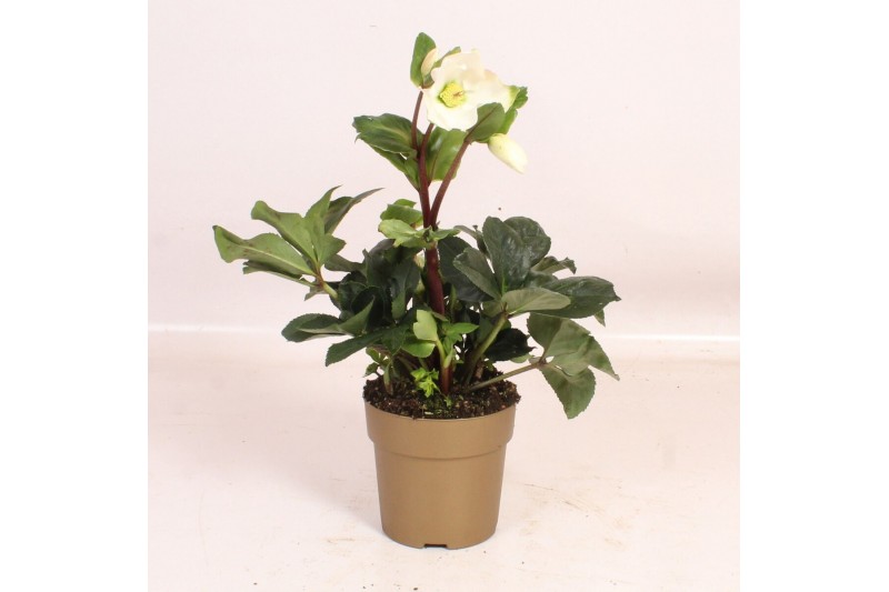 Helleborus HGC Helleborus Winter Ballet White in gouden pot 15 bl. 