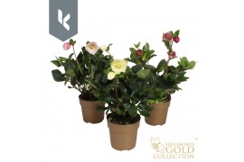 Helleborus Hgc Winter Ballet  gemengd Helleborus HGC Winter Ballet - M
