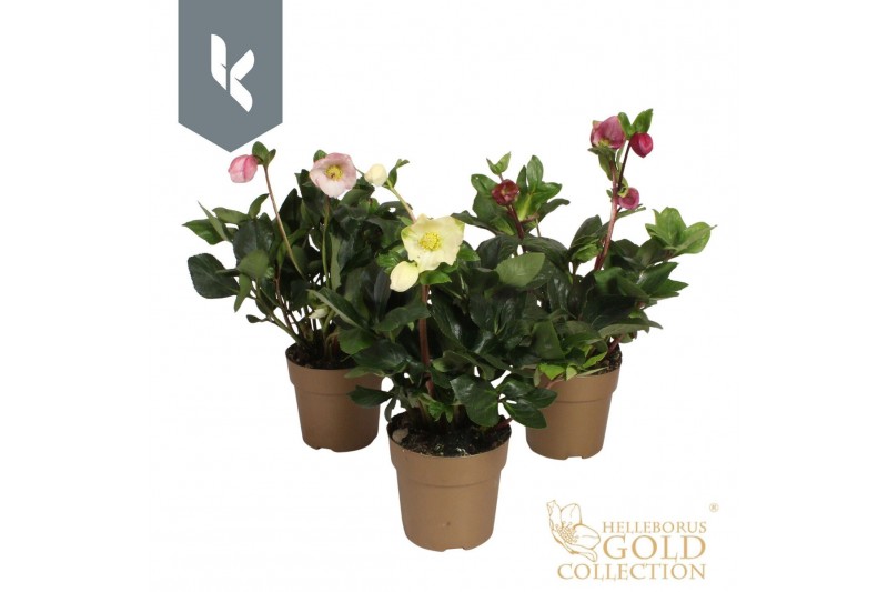 Helleborus Hgc Winter Ballet  gemengd Helleborus HGC Winter Ballet - M 