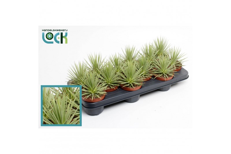 Agave nana Agave Stricta Nana 