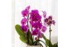 Phalaenopsis elegant cascade Kolibri Orchids Cascade Niagara Fall viol 