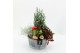 Arrangementen tuinplanten ODXM-2510 Xmas Outdoor 4 pp 