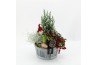 Arrangementen tuinplanten ODXM-2533 Xmas Outdoor 4 pp