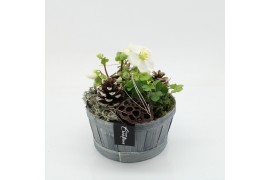 Arrangementen helleborus NHCR-2522 Verboom Helleborus 2 pp