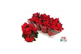 Euphorbia mirage red Euphorbia Mirage red vertakt met hoes 6 bl.