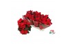 Euphorbia mirage red Euphorbia Mirage red vertakt met hoes 6 bl.