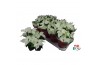 Euphorbia pul. princettia pure white Euphorbia Princettia Pure White 6