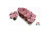 Euphorbia pul. princettia pink Euphorbia Princettia vertakt Pink 6 bl.