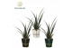 Sansevieria kirkii friends Sansevieria kirkii Friends in papercup Laur 