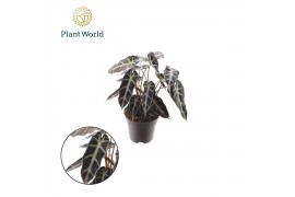 Alocasia bambino arrow Alocasia Bambino Arrow 2 p.p. 1 pp