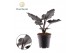 Alocasia antoro velvet Alocasia Antoro Velvet 1 pp 