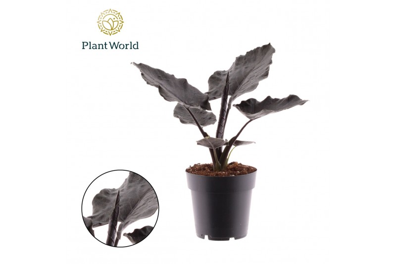 Alocasia antoro velvet Alocasia Antoro Velvet 1 pp 