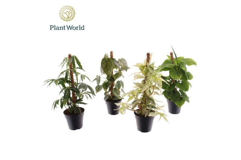 Kamerplanten mix Mosstok gemengd 3 pp 