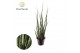 Sansevieria cylindrica Sansevieria Digitorum overig pp 