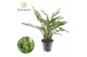 Aglaonema Aglaonema Juliette 2 pp 