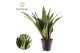 Sansevieria trifasciata Sansevieria Aubrytniana Dragon 