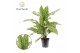 Aglaonema silver queen Aglaonema Silver Queen 2 pp 