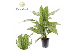 Aglaonema silver queen Aglaonema Silver Queen 2 pp