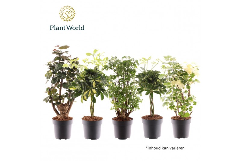 Kamerplanten mix groen Polyscias vertakt en Schefflera gevlochten stam 