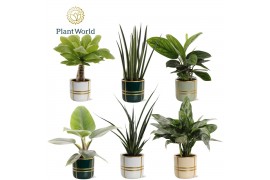 Kamerplanten mix Groenmix Miami (diverse soorten) in pot Lauri 2 pp