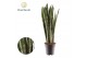 Sansevieria zeylanica Sansevieria Zeylanica 1 pp 