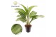 Aglaonema silver bay Aglaonema Silver Bay 2 pp 