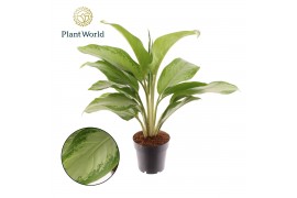 Aglaonema silver bay Aglaonema Silver Bay 2 pp