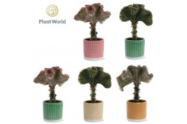 Euphorbia lactea cristata Euphorbia lactea Cristata Mix in pot Elsa 1 