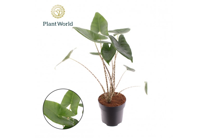 Alocasia zebrina Alocasia Zebrina 2 pp 