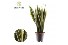 Sansevieria trifasciata laurentii Sansevieria Laurentii XL 3 pp