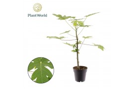 Kamerplanten Carica Papaya 1 pp zonder bloem bl.
