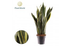 Sansevieria trifasciata laurentii Sansevieria Laurentii XL 3 pp