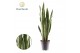 Sansevieria trifasciata Sansevieria Spearmint 3 pp 