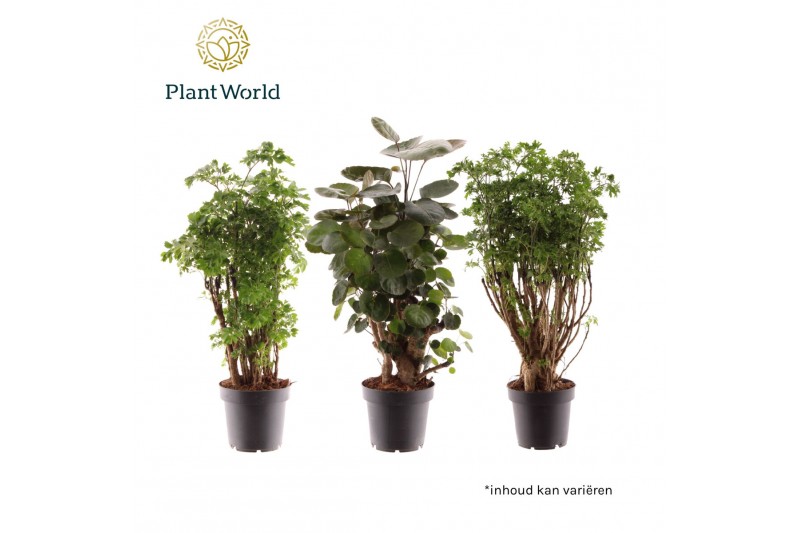 Polyscias Polyscias gemengd (2-3 soorten) 1 pp 