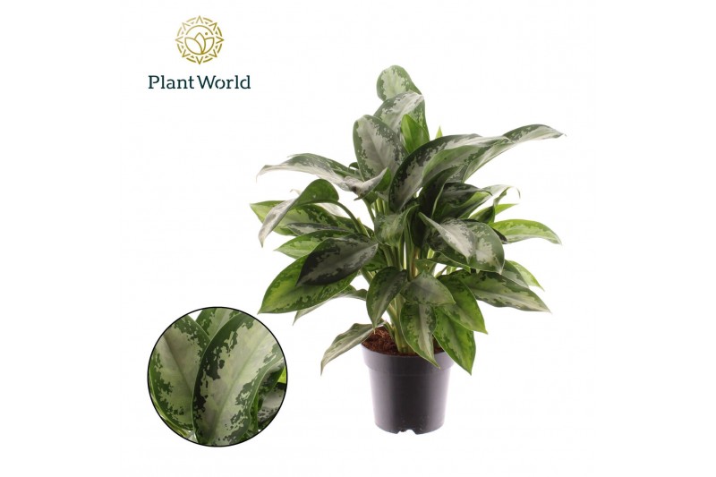 Aglaonema jubilee Aglaonema Jubilee Petite 3 pp 